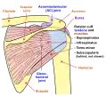 Diagram of the human shoulder joint, back view