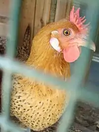 Poule sicilienne « bouton d'or »