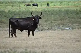 Image illustrative de l’article Manade Nicollin