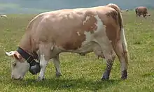 vache beige clair et blanche à charpente musclée