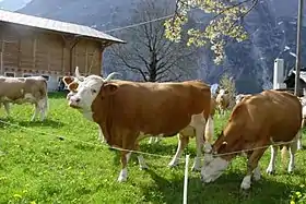 vaches pie rouge à tête blanche.