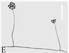 Phialides de Simplicillium lepidopterorum.