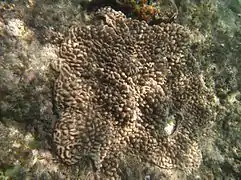 Sinularia cf. gravis