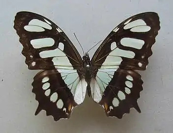 Siproeta stelenes biplagiata.