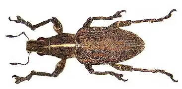 Sitona gressorius.