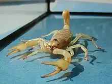 Hadrurus arizonensis (Scorpiones)