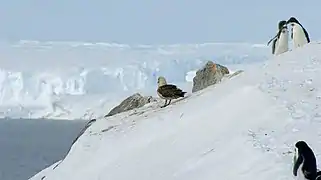 Skuas et manchots Adélie juvéniles avec en arrière plan le glacier de l'Astrolabe.