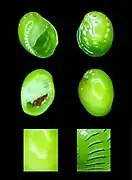 Smaragdia viridis (coquillage)