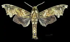 Apers du mâle (coll.MHNT)