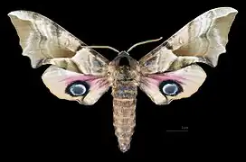 Smerinthus ocellata atlanticus Face dorsale du mâle(coll.MHNT)