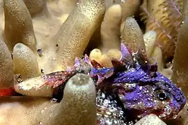 Coccotropsis gymnoderma