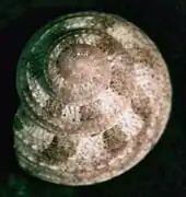 Solariella sanjuanensis, un Solariellidae.