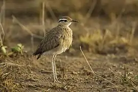 Cursorius somalensis