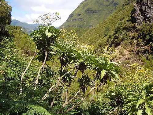 Sonchus fruticosus, Levada des 25 sources, à Madère.