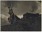 Soul of the Blasted Pine (1909) - Yale Visual Resources Collection