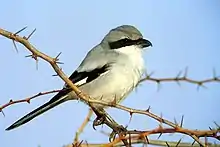 Pie-grièche méridionale