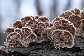Schizophyllum commune,sporophore vu de dessous (lamelles).