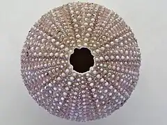 test de Sphaerechinus granularis.