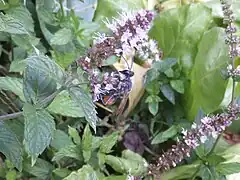 Sphex funerarius sur Menthe poivrée (Italie)