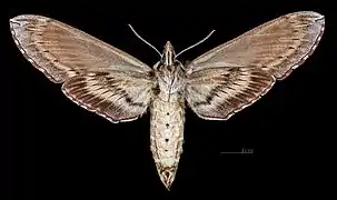 ♀ △Face ventrale  (coll.MHNT)