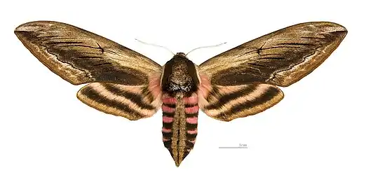 Sphinginae(Sphinx ligustri)