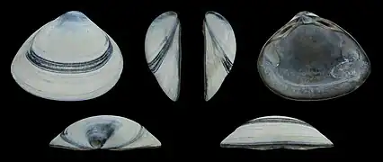 Forme griseValve droite