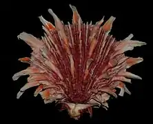 Spondylus princeps