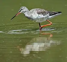 Chevalier arlequin(Tringa erythropus)