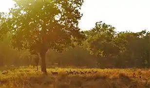 Harde de cerfs dans une clairière du Parc national de Pench, célèbre forêt connue pour être le cadre des récits du recueil Le Livre de la Jungle.