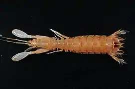 Squilloides leptosquilla