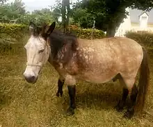 Animal quadrupède de couleur sa.