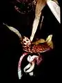 Stanhopea hernandezii