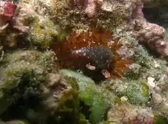 Staphylaea limacina (très rare)