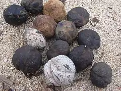 Noix de Bancoule dans une laisse de mer sur la plage de Kanaha (Maui).