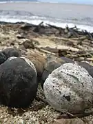 Noix de Bancoule dans une laisse de mer sur la plage de Kanaha (Maui).