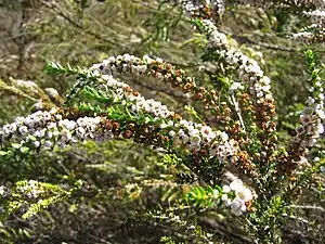 Thryptomene saxicola.