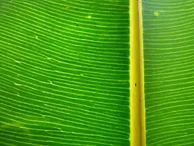 Feuille éclairée par derrière