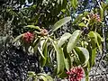 Santalum freycinetianum (Santalales, Santalaceae)