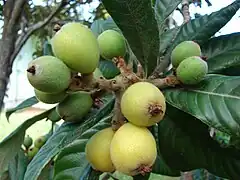 Fruits en cours de maturation.
