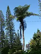 Sphaeropteris cooperi.