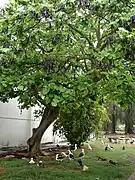 E. variegata (avec albatros), Îles Midway