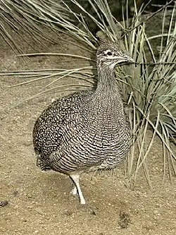 Tinamou élégant ou Eudromia elegans