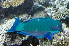 Chlorurus microrhinos