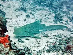 Un requin léopard (Stegostoma fasciatum)