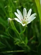 Stellaire des marais