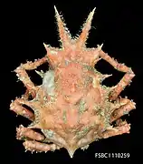 Stenocionops furcatus.