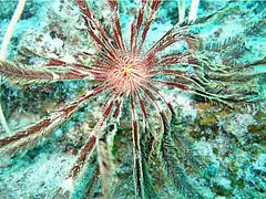 Stephanometra tenuipinna