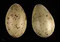 Œuf de Stercorarius skua -  Muséum de Toulouse