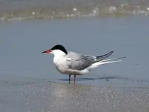 Photographie en couleurs d'un oiseau à la tête partiellement noire, posé les pattes dans l'eau.