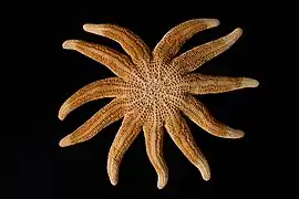 Stichaster australis.